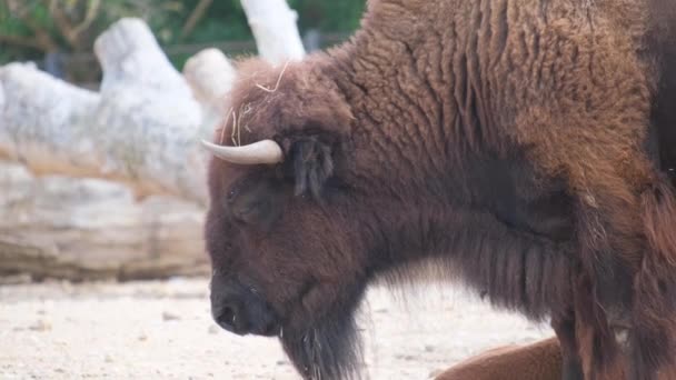 Närbild Bisonoxe Ett Landdjur Med Sin Köttätande Nos Betande Gräs — Stockvideo