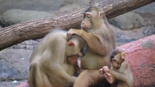 Grupo Animales Terrestres Con Pieles Patas Hocicos Monos Están Encaramados — Vídeo de stock