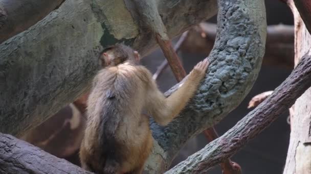 Een Primaat Met Vacht Ligt Aan Een Boomtak Jungle Omgeven — Stockvideo