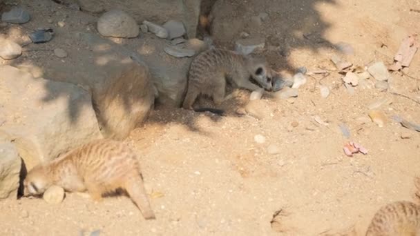 Maço Meerkats Animais Terrestres Com Tendências Carnívoras Reúnem Paisagem Arenosa — Vídeo de Stock