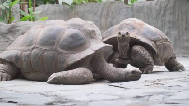 Två Reptiler Möjligen Gopher Sköldpaddor Ligger Marken Bredvid Varandra Nära — Stockvideo