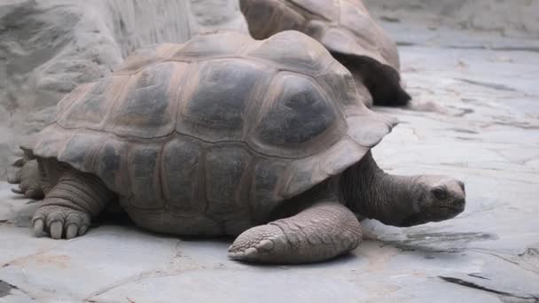 Hayvanat Bahçesinde Yerde Büyük Bir Kaplumbağa Yürüyor — Stok video