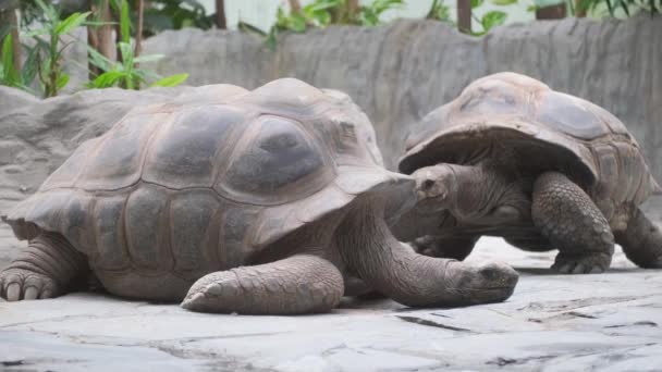 Två Chelonoidis Sköldpaddor Ligger Sida Vid Sida Gräsmattan Dessa Landlevande — Stockvideo