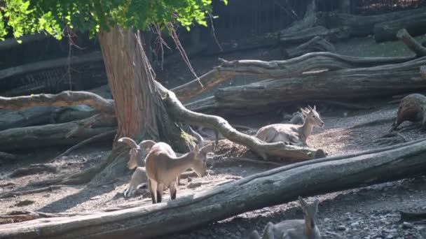 一群袋鼠在他们动物园的树下休息 四周环绕着自然景观和绿草 — 图库视频影像