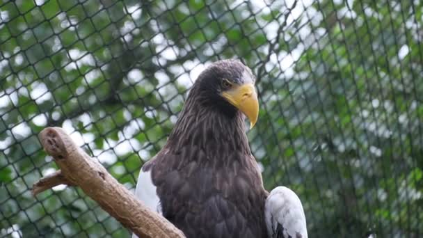 Bird Family Accipitridae Bald Eagle Sharp Beak Sea Eagle Perched — Stock Video