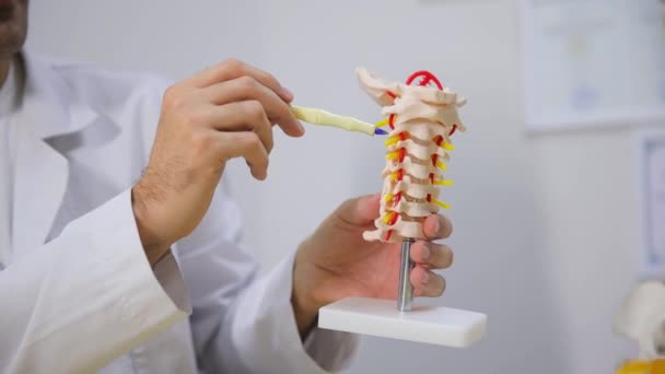 Bir Doktor Elinde Bir Insan Omurga Modeli Sergiliyor Ortopedik Bilimde — Stok video