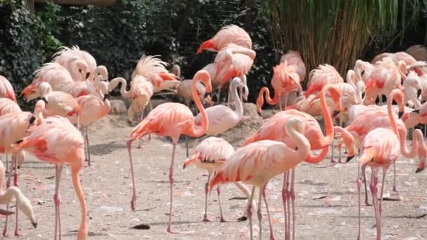 一群大火烈鸟 粉红的水鸟 长着独特的喙 站在泥土地里的自然景观上 — 图库视频影像