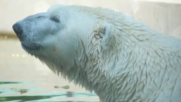 Köttätande Isbjörn Står Med Slutna Ögon Det Iskalla Vattnet Och — Stockvideo