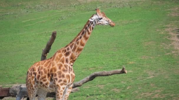 GiraffidaeファミリーのGiraffeは 自然の草地の木の枝の近くに立っており 自然の風景の中でEcoregionや陸上の動物の美しさを紹介しています — ストック動画