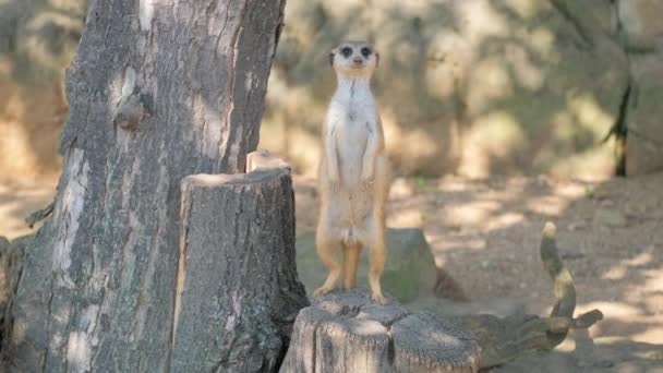 Terrestrial Animal Meerkat Standing Tree Stump Grassy Landscape Carnivore Known — Stock Video