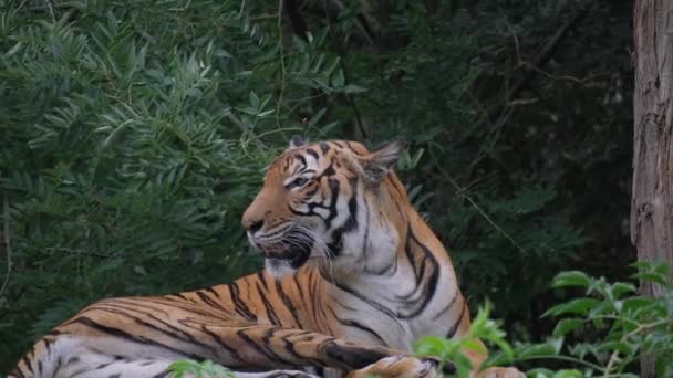 Lese Odpočívá Bengálský Tygr Vytaženým Jazykem Tenhle Masožravec Rodu Felidae — Stock video