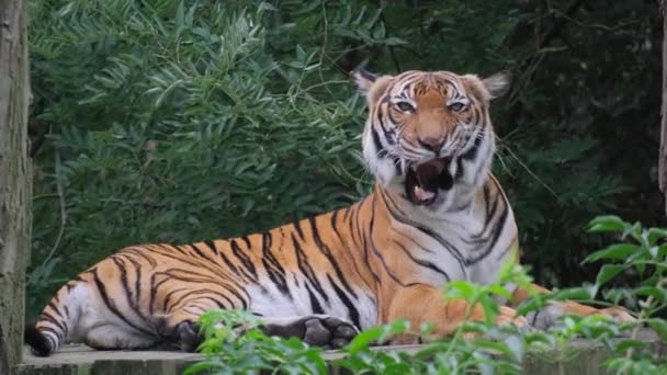 在森林的自然环境中 一只孟加拉虎正在平静地休息 它的嘴在草丛中张开 — 图库视频影像