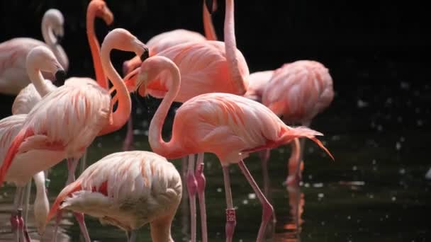 一群以粉色著称的大火烈鸟矗立在水面上 四周环绕着一片自然景观 — 图库视频影像