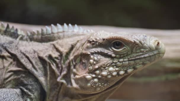 宏观摄影拍摄到一只龙蜥蜴头像的特写 龙蜥蜴是伊瓜尼亚族的一种鳞片爬行动物 栖息在牠们自然栖息地的树枝上 — 图库视频影像