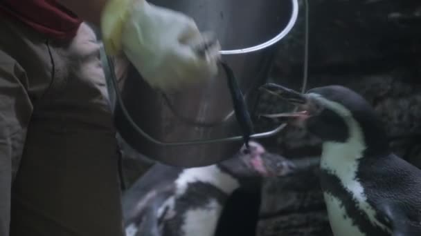Uma Pessoa Está Lado Animal Terrestre Pinguim Usando Capacete Pinguim — Vídeo de Stock