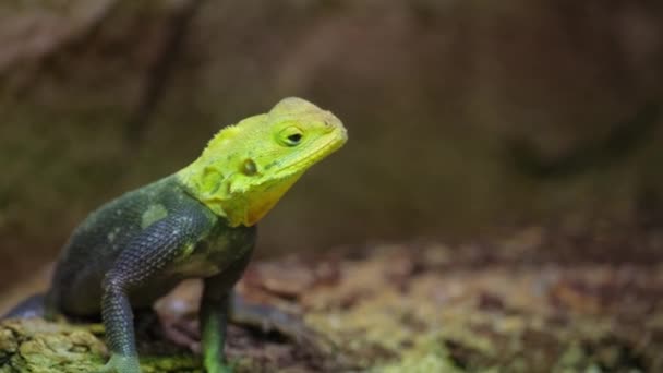 Terrestrial Lizard Iguania Family Yellow Head Perched Rock Showcasing Its — Stock Video