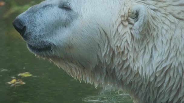 Carnivore Felidae Family Polar Bear Terrestrial Animal Standing Water Its — Stock Video