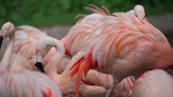 一群粉红的火烈鸟 长着长长的喙和生机勃勃的羽毛 像陆地动物一样站在草地上 — 图库视频影像