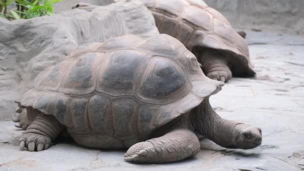 Two Chelonoidis Reptiles Known Gopher Tortoises Harmoniously Stack Ground Showcasing — Stock Video