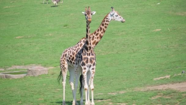 Dvě Žirafy Travnatém Poli Volně Žijící Zvířata Stojící — Stock video