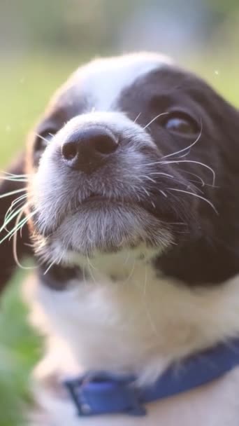 Close Cão Preto Branco Com Bigodes Usando Uma Coleira Azul — Vídeo de Stock