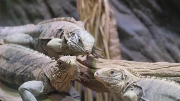 两只爬行动物 可能是美洲鳄鱼或尼罗河鳄鱼 正在吃挂在树枝上的一片水果 — 图库视频影像