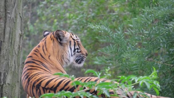 Bengal Tiger Carnivorous Member Felidae Family Whiskers Perched Tree Branch — Stock Video