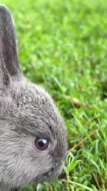 Bir karasal hayvan, arka planda yeşil çimenleri olan gri tavşan zemin örtüsünde oturur ve kameraya bakar..