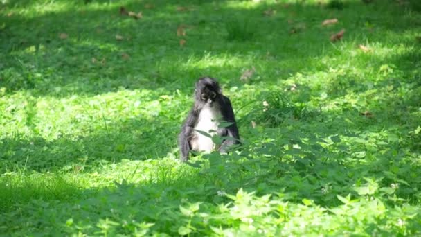 Travnatém Trávníku Sedí Tučňák Černým Bílým Peřím Obklopený Keři Půdou — Stock video
