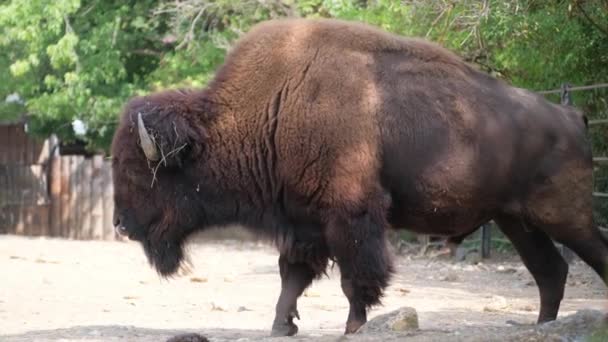 Ein Bison Ein Erdtier Mit Hörnern Thront Auf Einem Felsen — Stockvideo