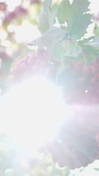 활기찬 잎이있는 포도나무에서 걸려있는 보라색 포도를 보여주는 — 비디오