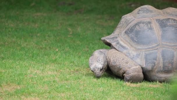 Chelonoidis Reptil Såsom Gopher Sköldpadda Vilar Bädd Frodigt Grönt Gräs — Stockvideo