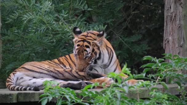 Tygrys Bengalski Członek Rodziny Felidae Mięsożerne Zwierzę Lądowe Spoczywa Lesie — Wideo stockowe