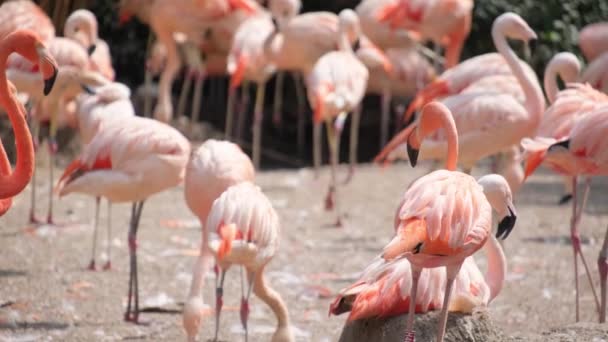 一群粉红的火烈鸟聚集在靠近水的自然景观中的一块岩石上 展示了野生动物在其陆地栖息地中的美丽 — 图库视频影像