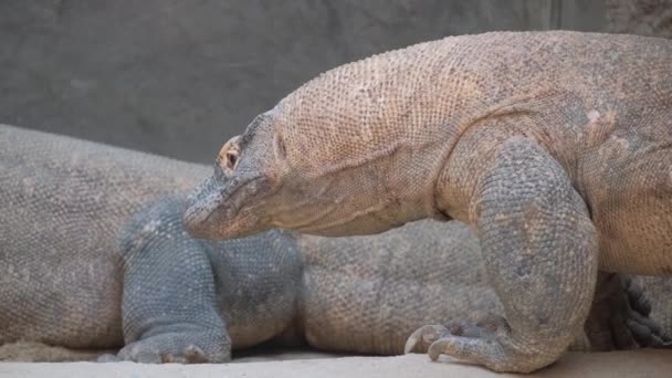 Dwa Gady Lądowe Rodziny Iguanii Łuskami Pazurami Długimi Ogonami Spoczywają — Wideo stockowe