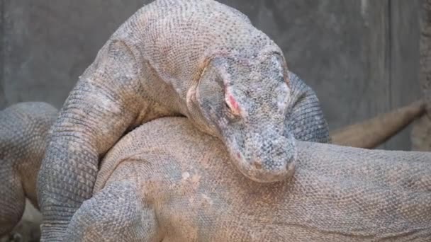 Skalowany Gad Prawdopodobnie Gatunek Chelonoidis Leżący Wierzchu Innej Jaszczurki Glebie — Wideo stockowe