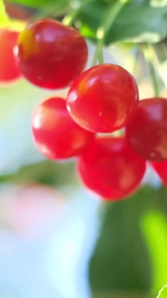 Aglomerado Cerejas Vermelhas Vibrantes Pende Galho Árvore Estas Frutas Sem — Vídeo de Stock