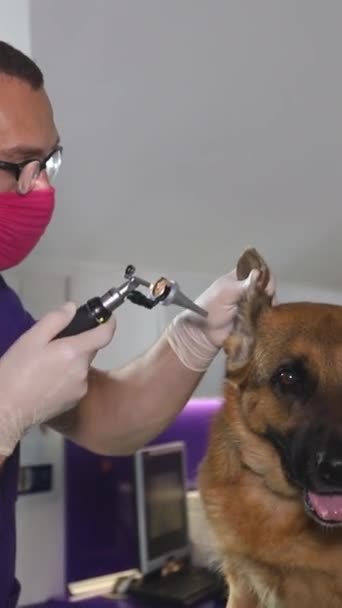 Veterinarian Carefully Trimming Dogs Ear Pair Scissors Using Goggles Vision — Stock Video