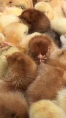 Phasianidae familyasından bir grup kümes hayvanı gagaları ve kürkleri görünürde üst üste yığılmıştır. Kümes hayvanları çiftliğindeki kümes hayvanlarına benziyor.