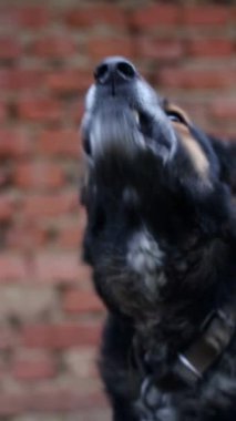 Tuğla duvarın önünde ağzı açık, bıyıklarını ve burnunu gösteren etobur bir Avustralya sığır köpeğinin yakın çekimi. Bu çalışan cins bir sürü hayvanı ve karasal bir yaratık.