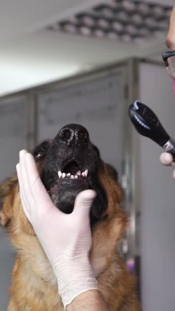 Person Använder Ett Stetoskop För Att Undersöka Hunds Tänder Hunden — Stockvideo