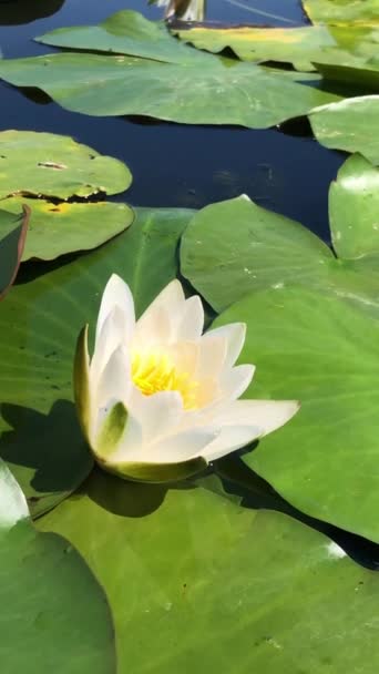 Lotus Sacré Blanc Avec Centre Jaune Fleurit Parmi Les Feuilles — Video