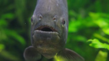 Akvaryumdaki alglerin arka planında büyük gözleri olan gri bir balığın yakın çekimi. Akvaryumdaki balıklar