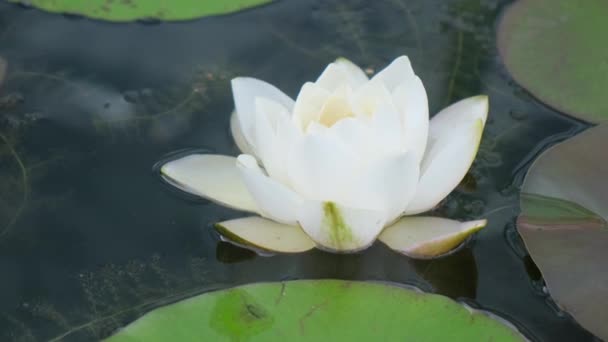 水の背景に美しい白いリリーのクローズアップ 植物園で美しい珍しい花 — ストック動画