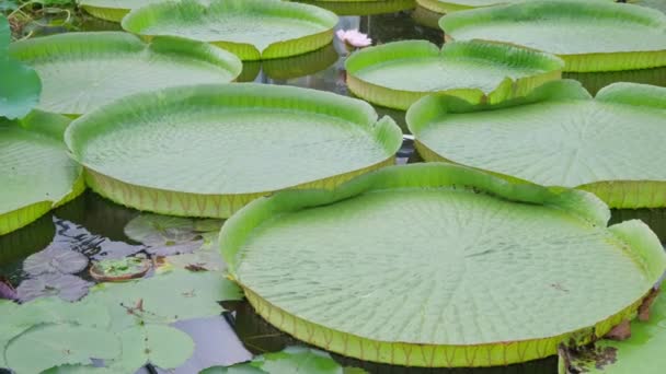 水草的圆形绿叶 背景为水 大量的水百合叶子 — 图库视频影像