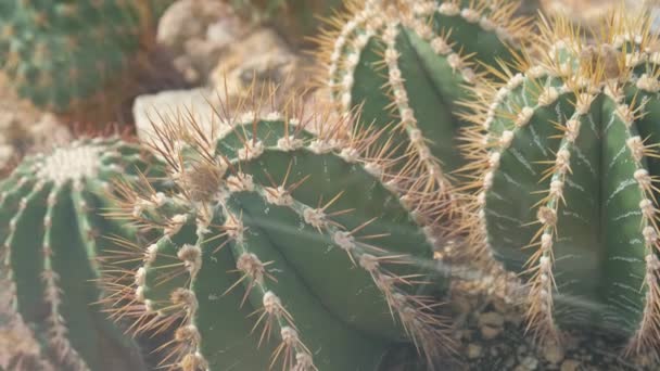グリーンカクタスの背景クローズアップ 成功する 砂漠の植物について — ストック動画