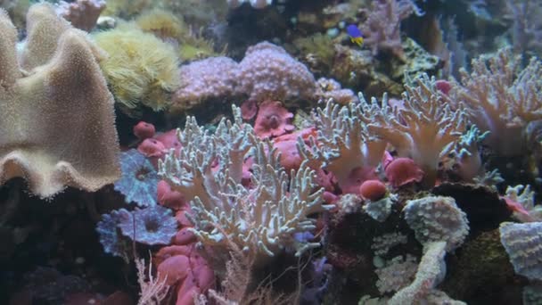 水中色のサンゴ礁のビデオ 世界の海の美しい水中世界 — ストック動画