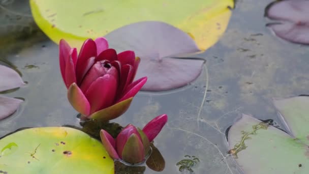 Prachtige Rode Waterlelie Achtergrond Van Een Vijver Zeldzame Bloemen Staan — Stockvideo