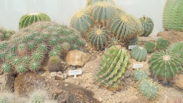 乾燥した土壌の花のベッドで成長するさまざまなサファティの束 植物園の干ばつ耐性植物 — ストック動画