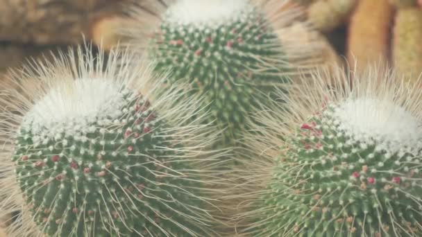 Cactus Dans Une Serre Sur Parterre Pierre Décoré Vue Haut — Video